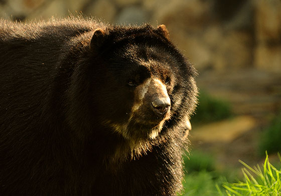 Ayuda a un oso andino